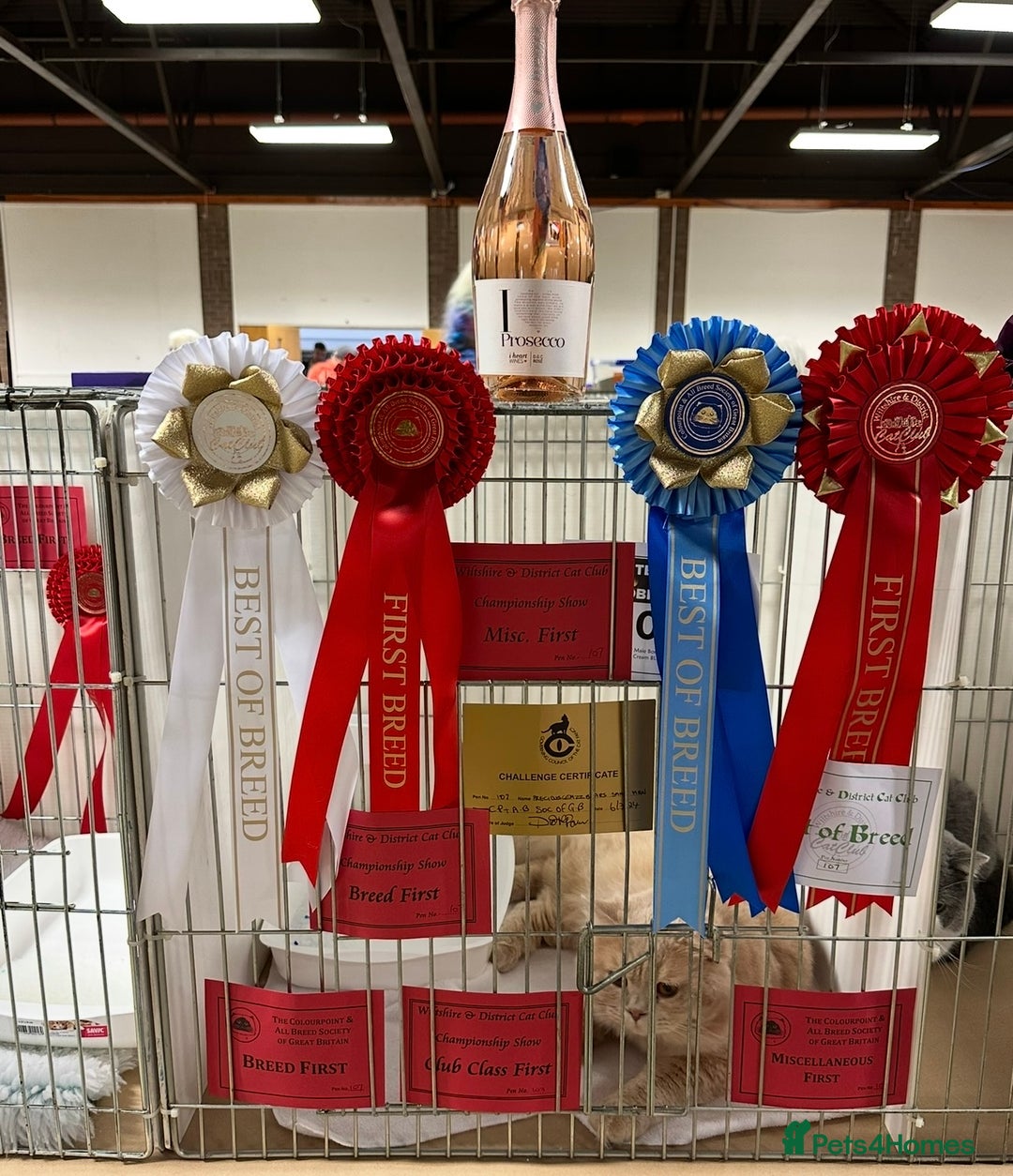 British Shorthair cats for sale: Lovely BSH  - Advert 26