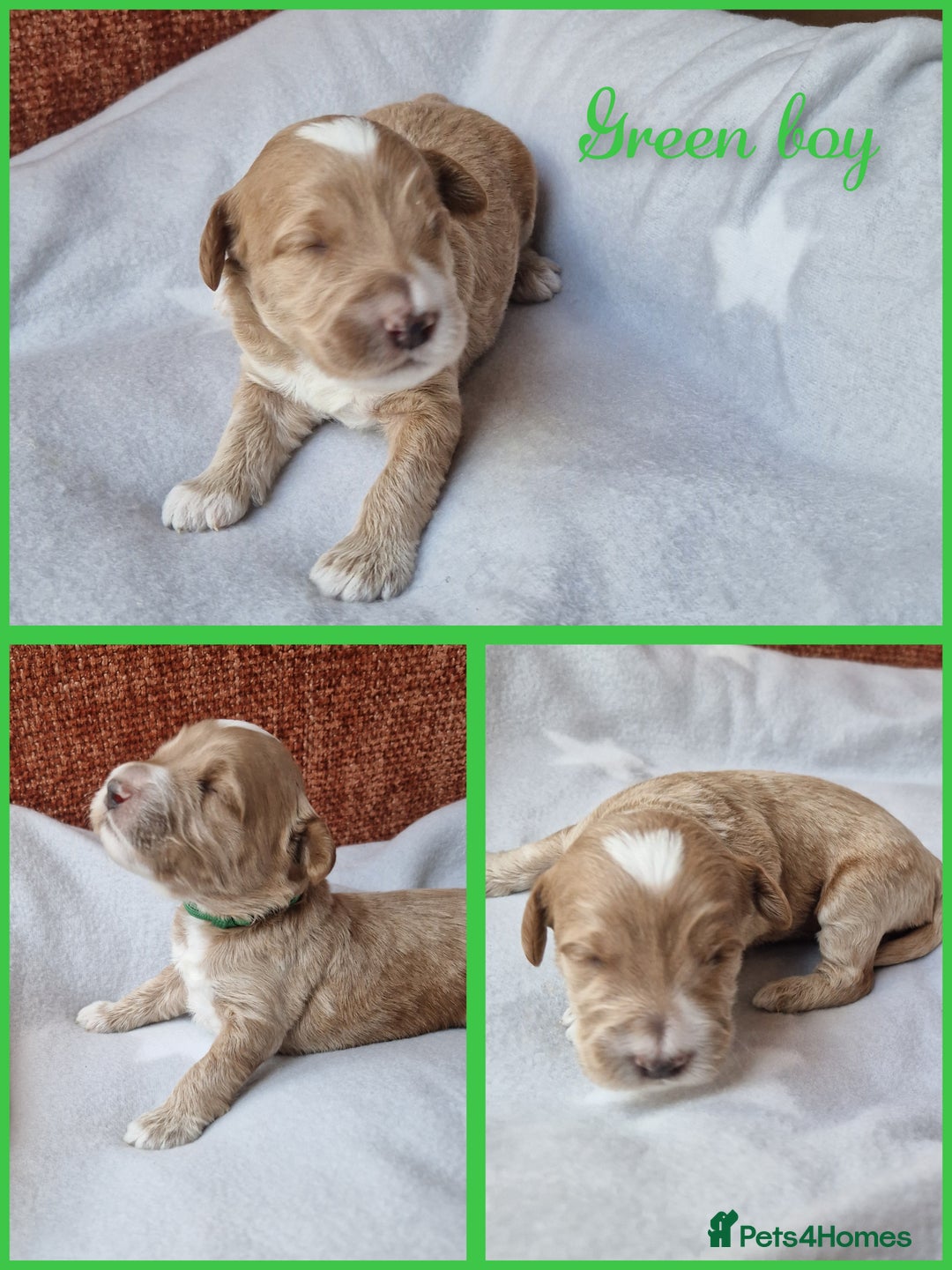 Mixed Breed dogs for sale: Stunning Australian labradoodles - Image 7