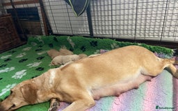 Labrador Retriever dogs for sale: Labrador puppies 5 gen pedigree health tested - Image 29