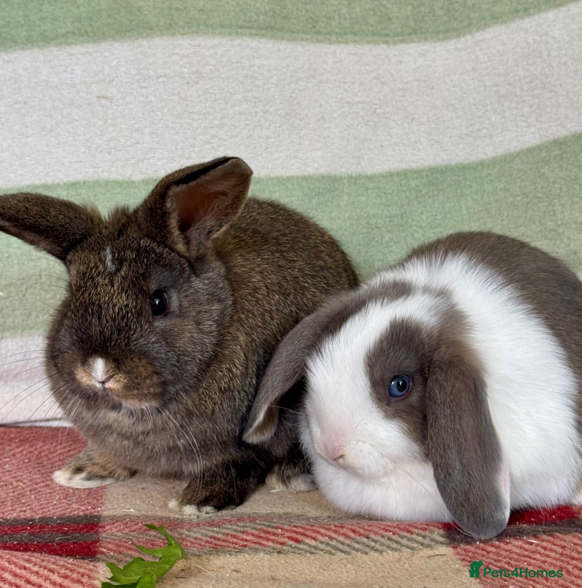 Mini Lop rabbits Pair of beautiful lop bunnies *Vaccinated* - Advert 1