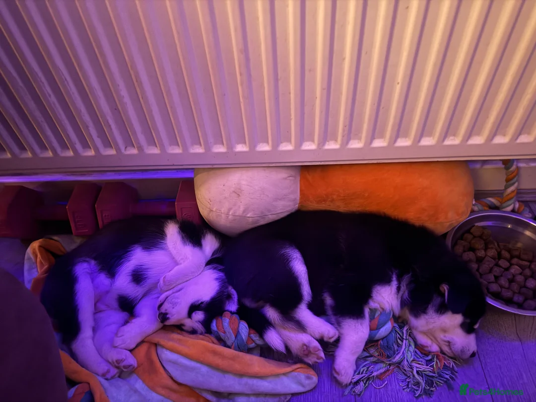 Siberian Husky dogs for sale: 2 husky pups for sale  - Advert 26