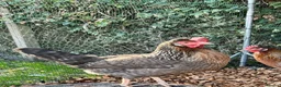Chickens poultry for sale: 5 hybrid hens for sale  - Advert 6