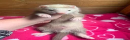 Ferret rodents for sale: Part Angora hob - Advert 2