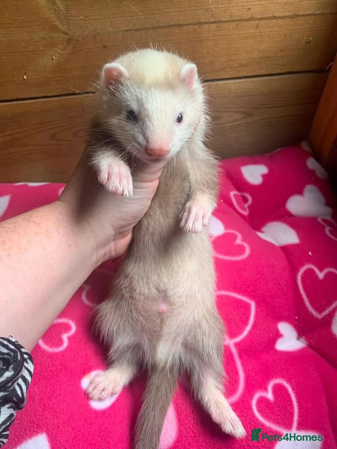 Ferret rodents for sale: Part Angora hob - Advert 2