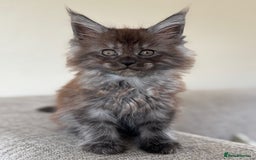 Maine Coon cats for sale: Pure Maine Coons - Image 1
