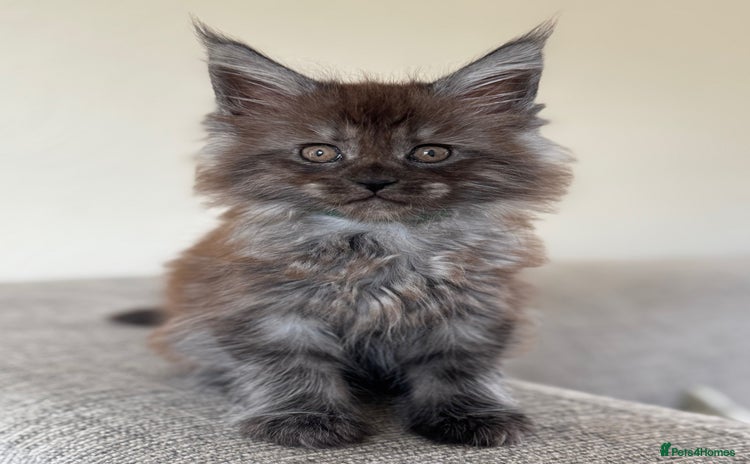 Maine Coon cats - Advert 7