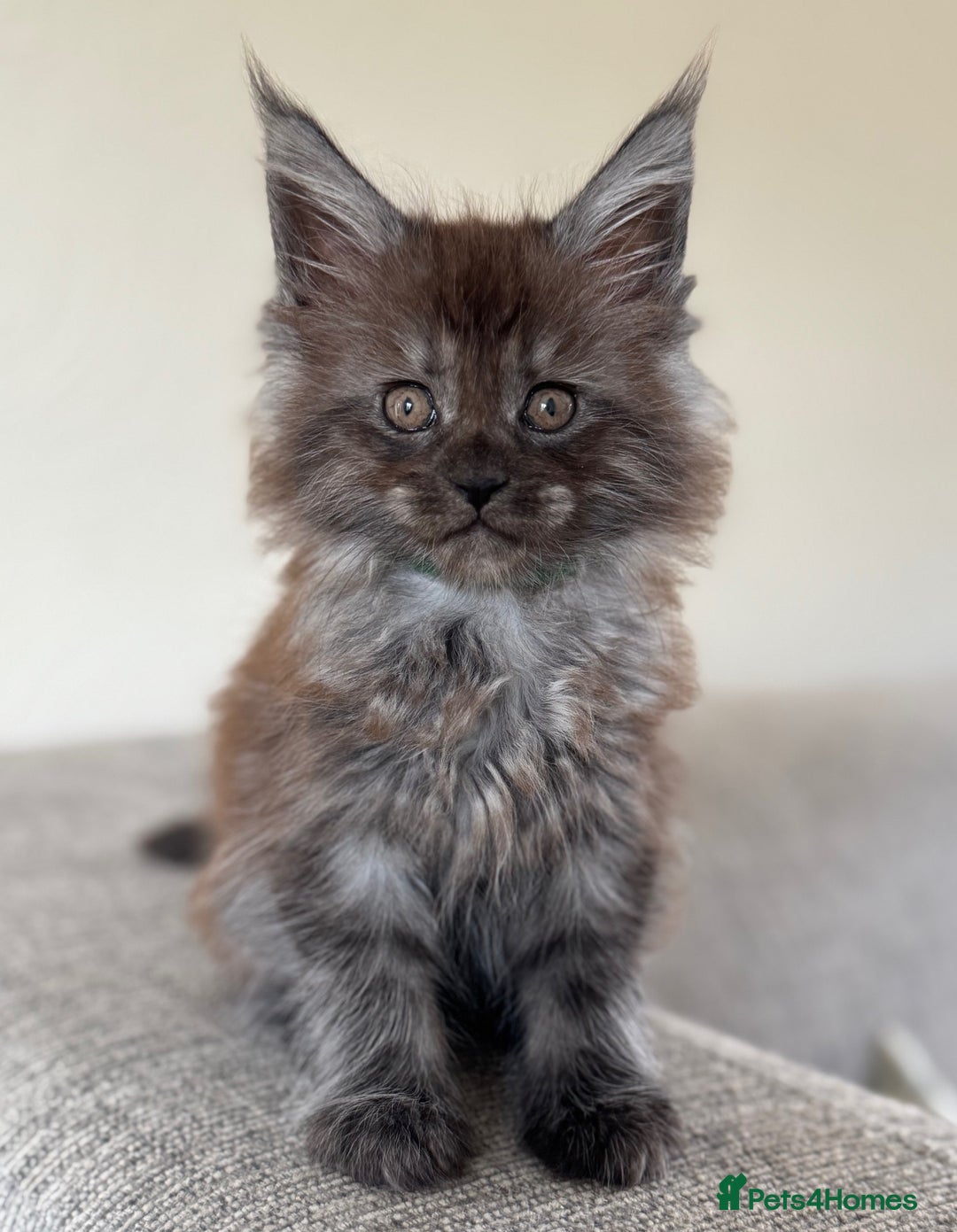 Maine Coon cats for sale: Pure Maine Coons - Image 1