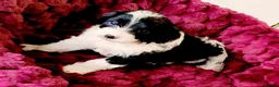 Boxer dogs for sale: Healthy & Playful Boxer Puppies Available Now - Advert 12