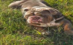 English Bulldog dogs for stud: Dahmer for stud - Image 22