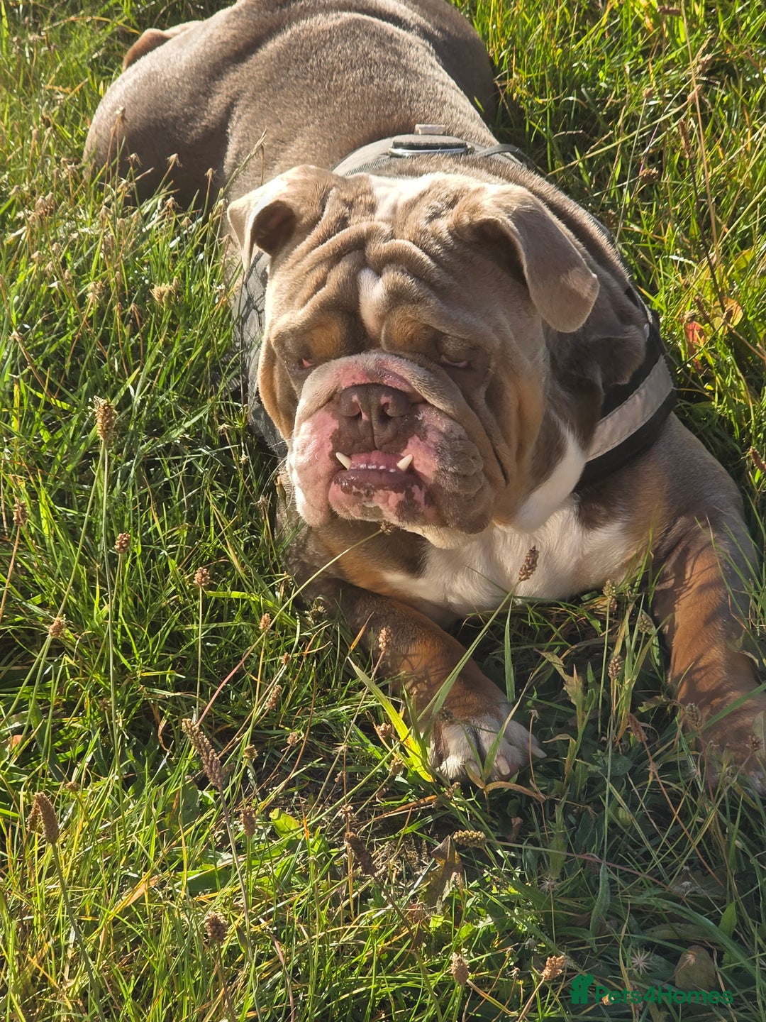 English Bulldog dogs for stud: Dahmer for stud - Image 22