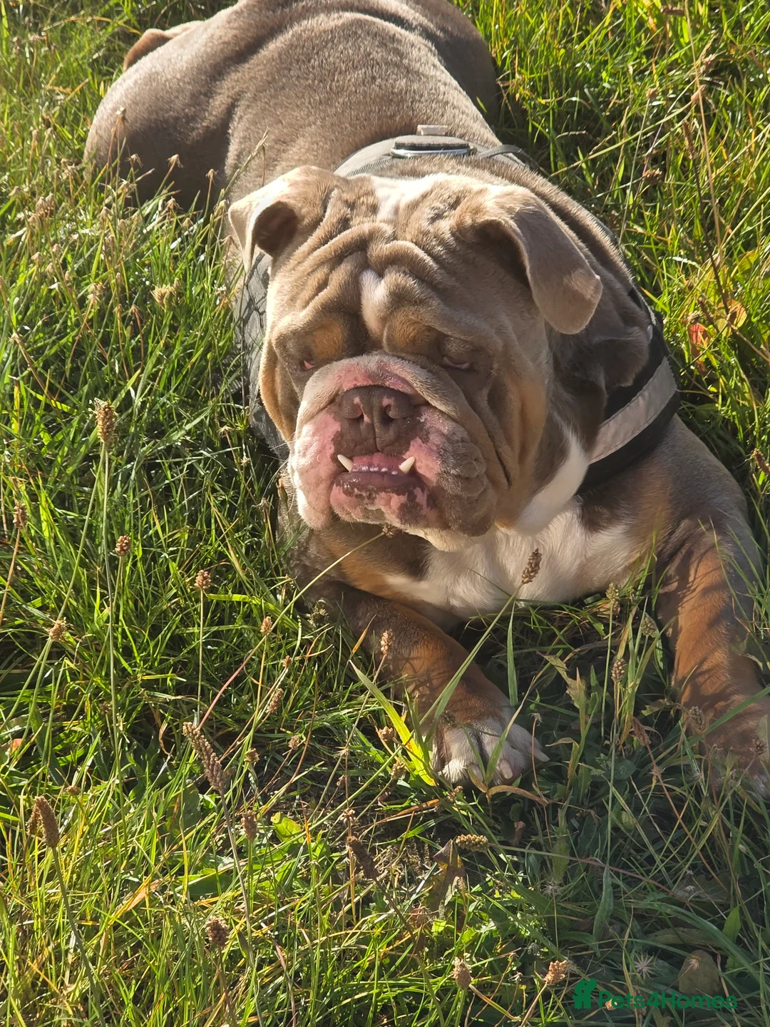 English Bulldog dogs for stud: Dahmer for stud - Advert 24