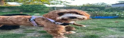 Labradoodle dogs for stud: Stunning Fox Red Labradoodle Stud - Advert 2