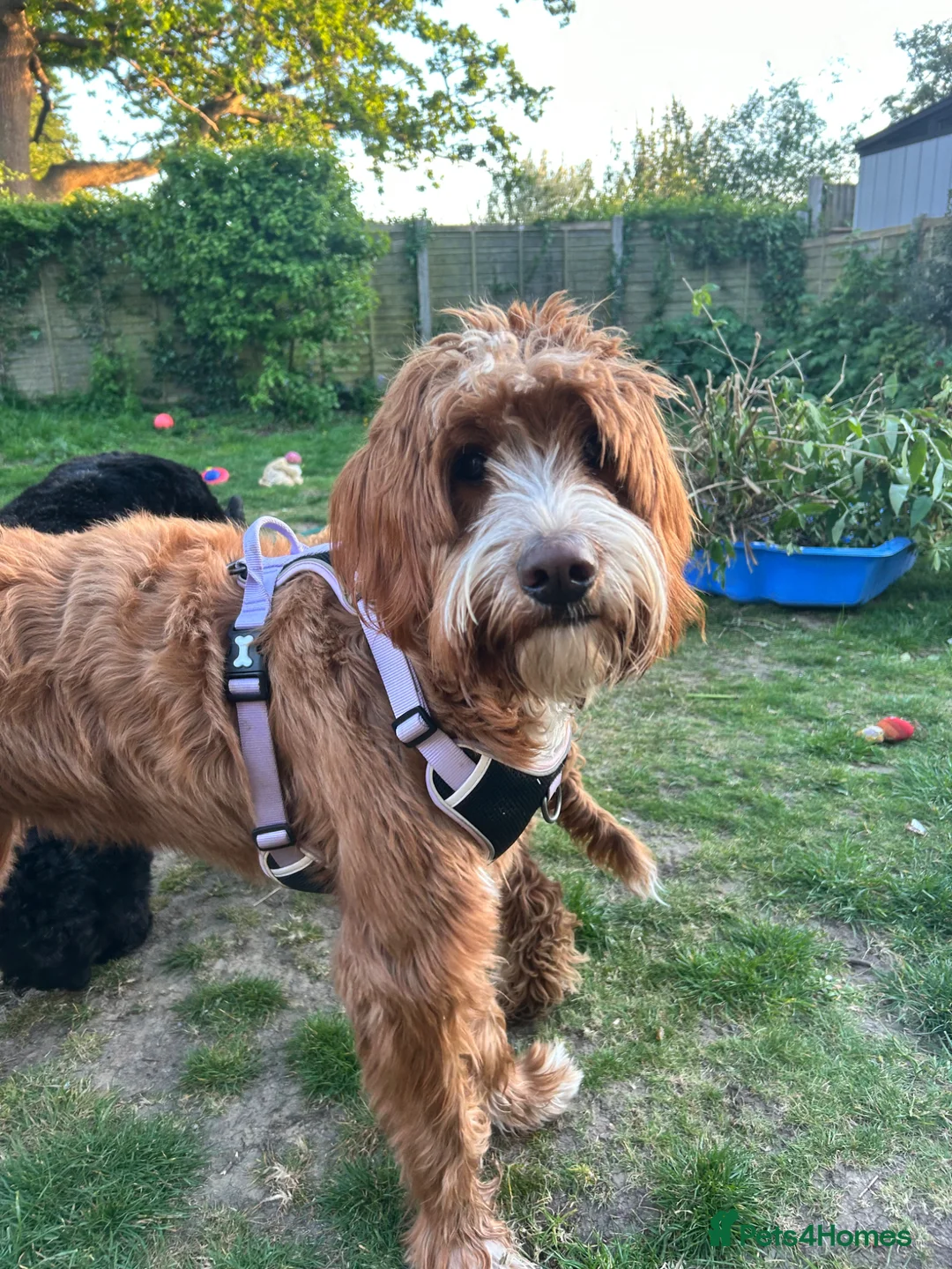 Labradoodle dogs for stud: Stunning Fox Red Labradoodle Stud - Advert 2