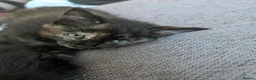 Mixed Breed cats for sale: 4 beautiful kittens ready to go in Braintree - Advert 11