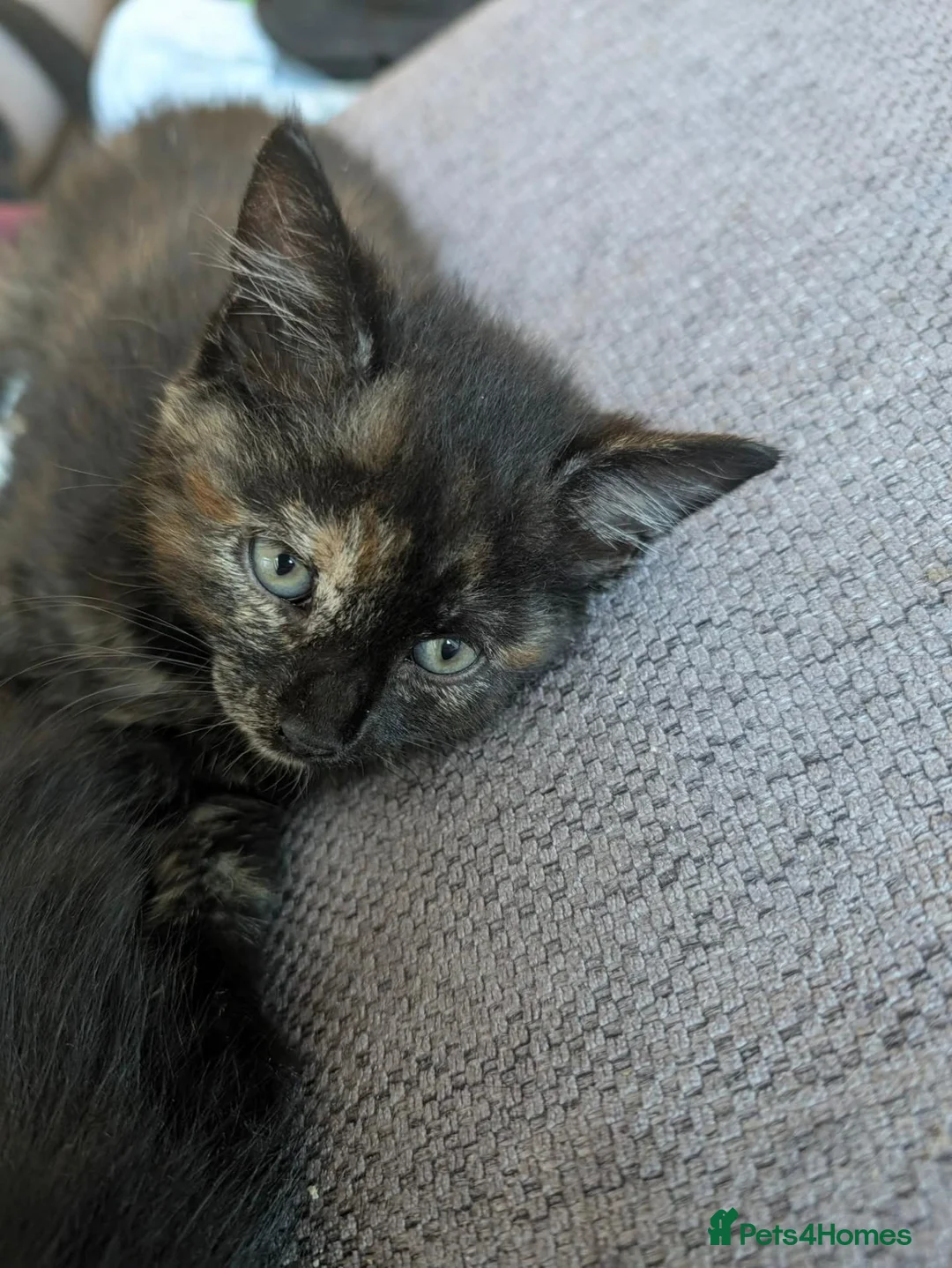 Mixed Breed cats for sale: 4 beautiful kittens ready to go in Braintree - Advert 11
