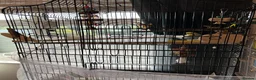 Budgerigars birds for sale: 2 budgies with there own cage set up  in Walton on the Naze - Advert 22