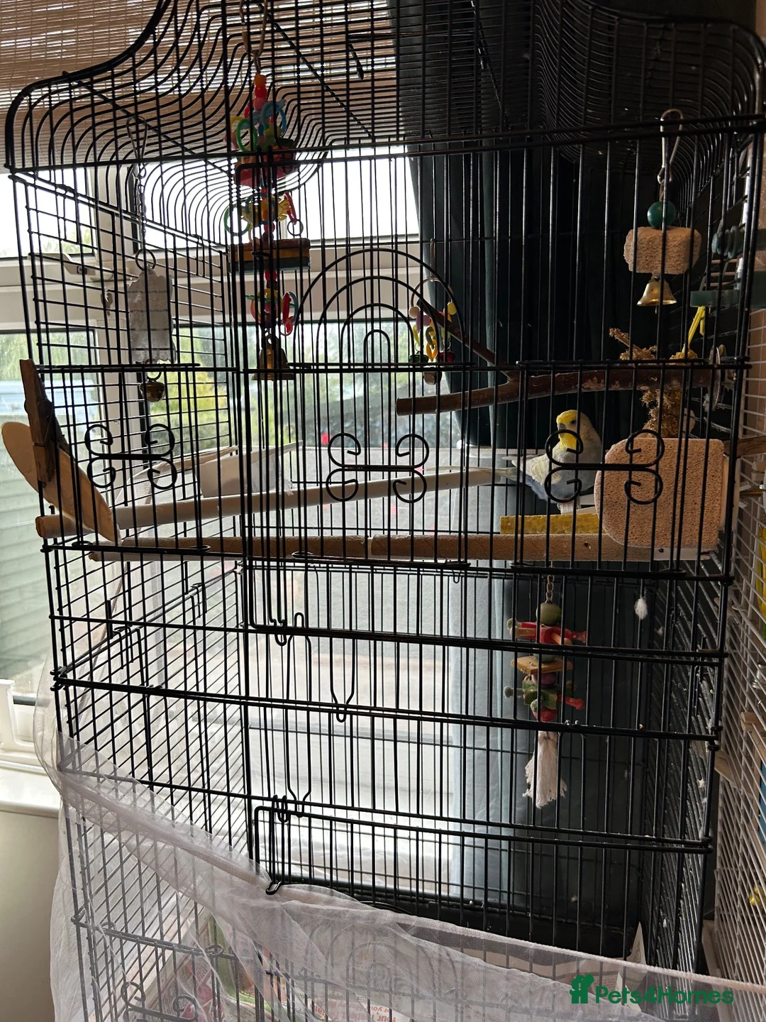Budgerigars birds for sale: 2 budgies with there own cage set up  in Walton on the Naze - Advert 22