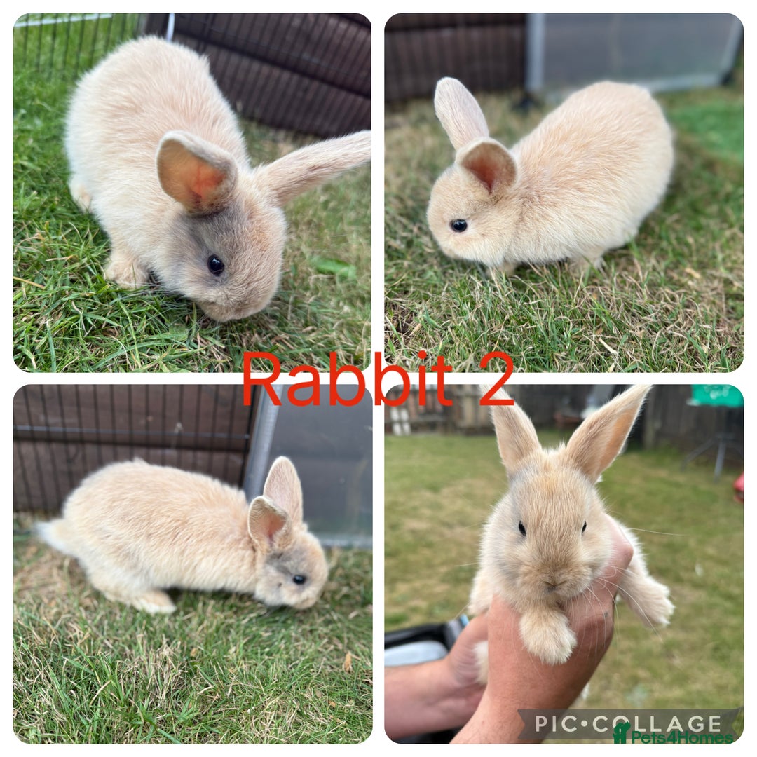 Mixed Breed rabbits for sale: 6 lion head x lops for sale  - Image 2