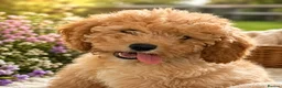 Cavapoochon dogs for sale: Gorgeous Apricot Cavapoochon Girl - Advert 1