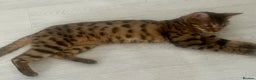 Bengal cats for sale: Gorgeous pure bengal girl for sale  - Advert 5