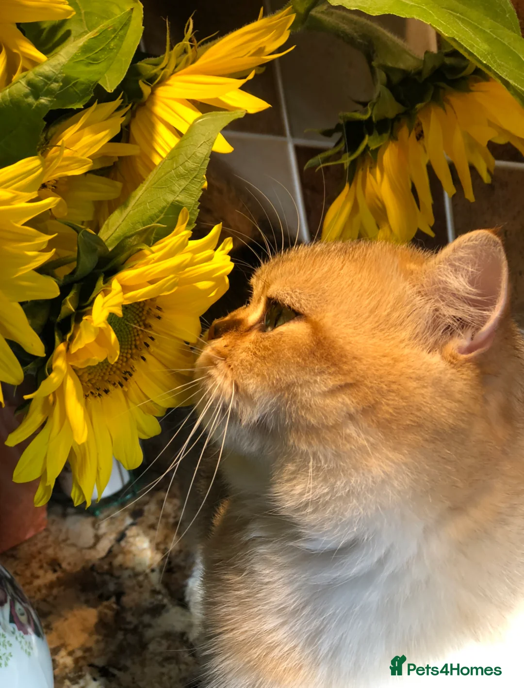 British Shorthair cats for stud: Love Bug NY12 for Stud Duties ONLY in Alton - Advert 11