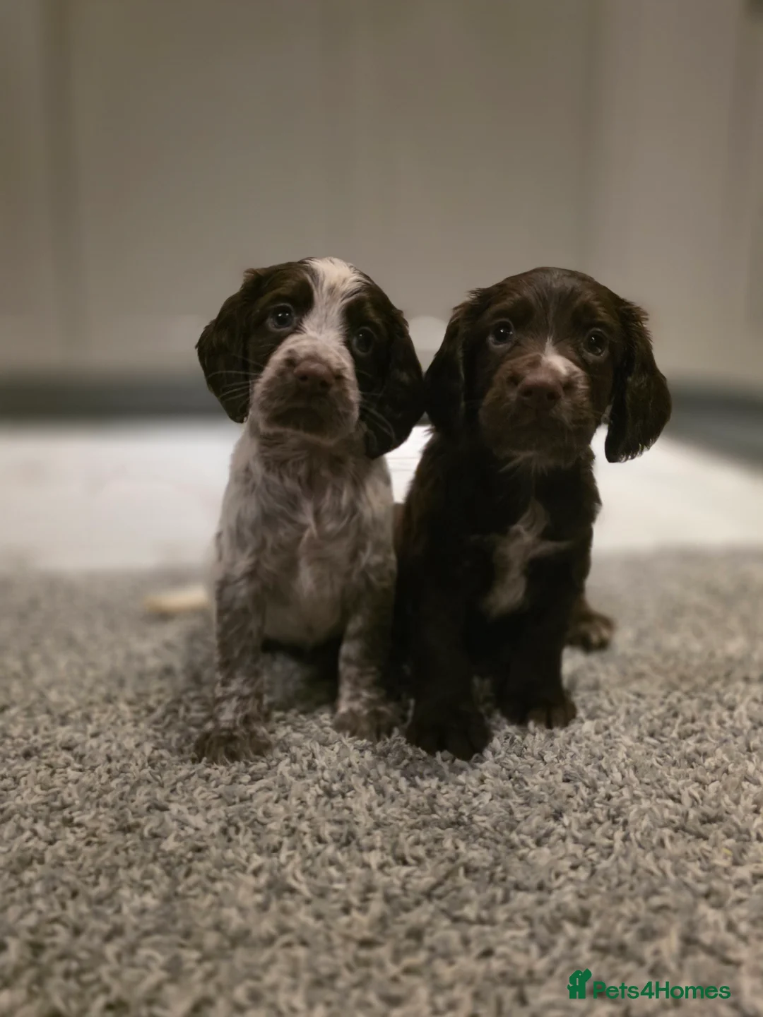 Cocker Spaniel dogs for sale: Beautiful Working cocker spaniel puppies - Advert 13