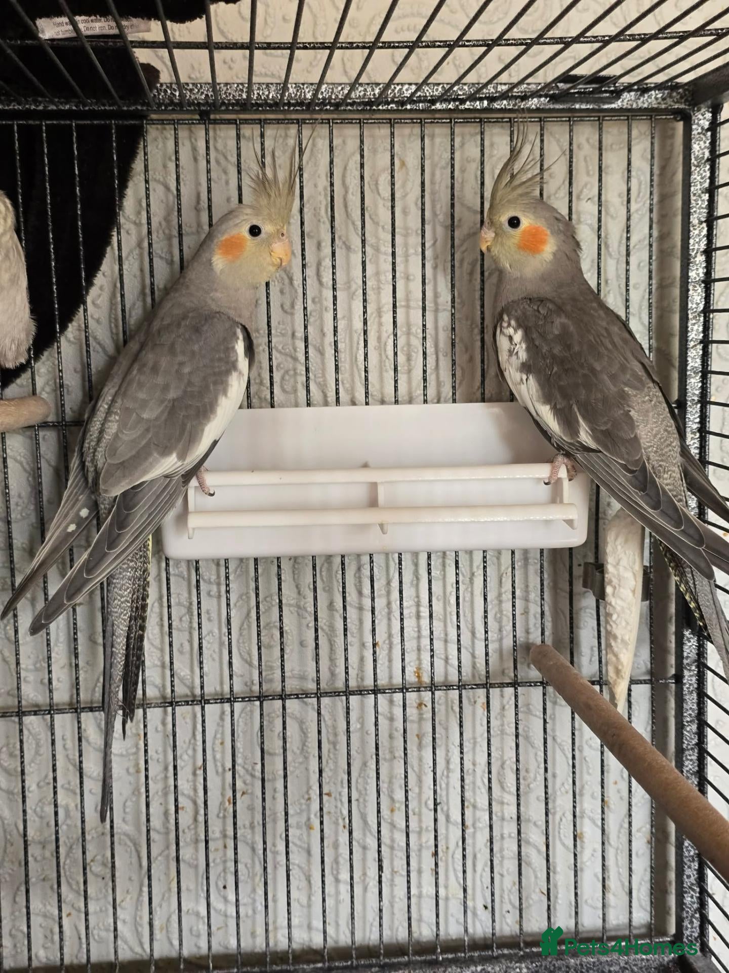 Cockatiels birds Cockatiels - Pearl Females & Grey Males - Advert 1