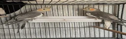 Cockatiels birds for sale: Cockatiels - Pearl Females & Grey Males in Glenrothes - Advert 1