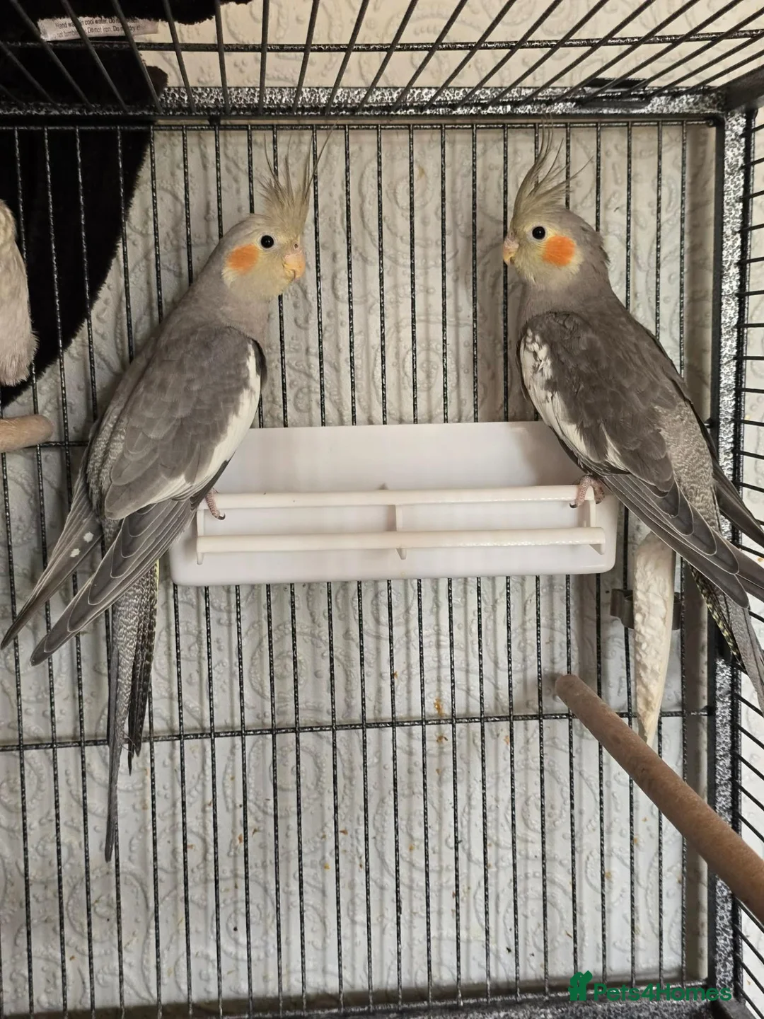 Cockatiels birds for sale: Cockatiels - Pearl Females & Grey Males in Glenrothes - Advert 1