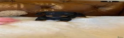 Miniature Dachshund dogs for sale: Adorable kc reg PRA clear miniature dachshunds  - Advert 5