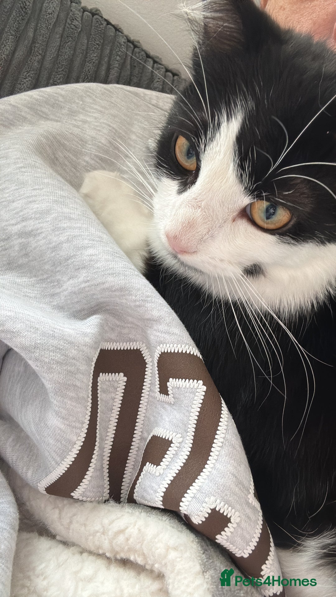 Mixed Breed cats for sale: Tilly looking for a new home  - Advert 3