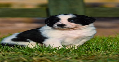 Sprollie dogs - Advert 15