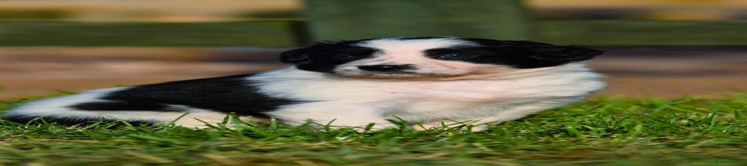 Sprollie Puppy 3