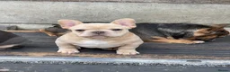 French Bulldog dogs for sale: Quality French Bulldog Puppies  - Advert 13