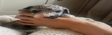Poochon 2