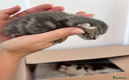 Domestic Shorthair cats for sale: 5 adorable kittens - Image 5