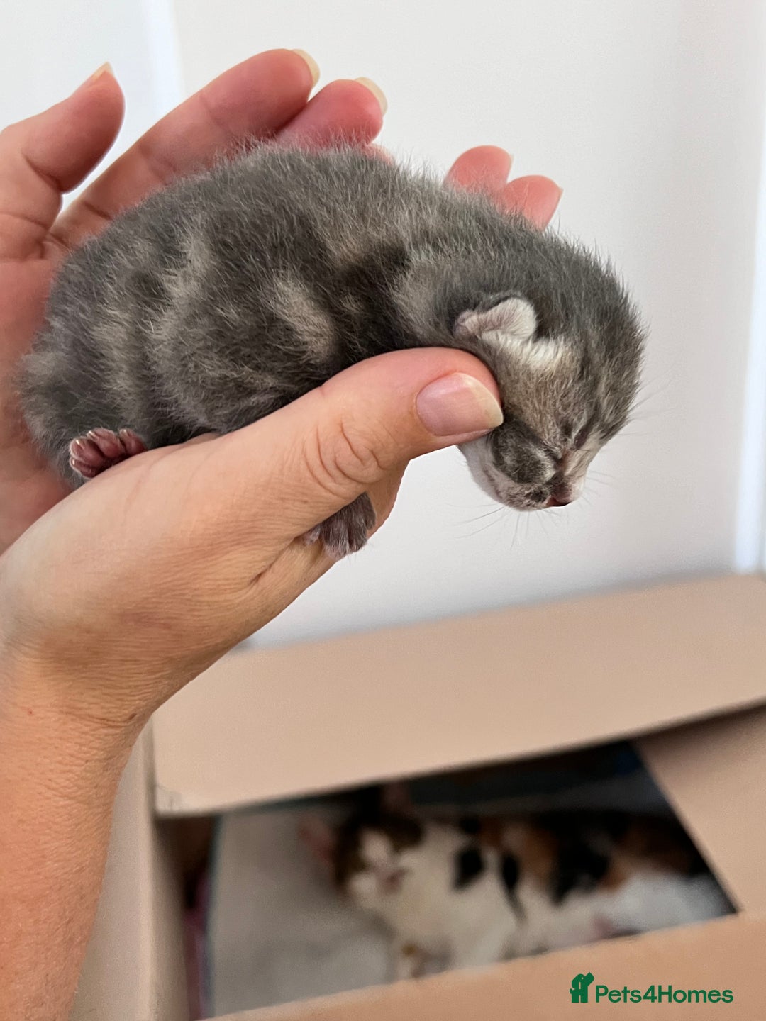 Domestic Shorthair cats for sale: 5 adorable kittens - Image 5