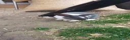 Mixed Breed rabbits for sale: 3 babies and mum - Advert 2