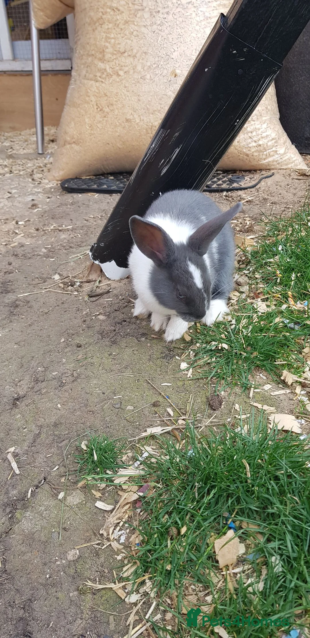 Mixed Breed rabbits for sale: 3 babies and mum - Advert 2