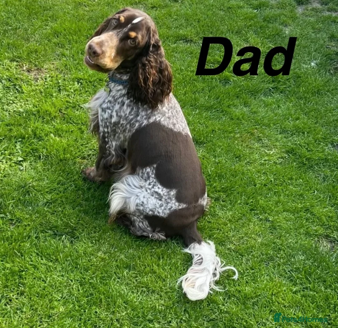 Cocker Spaniel dogs for sale: Cocker Spaniel Puppies  in Peterborough - Advert 8