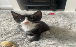 Mixed Breed cats for sale: Last remaining kitten - Image 1
