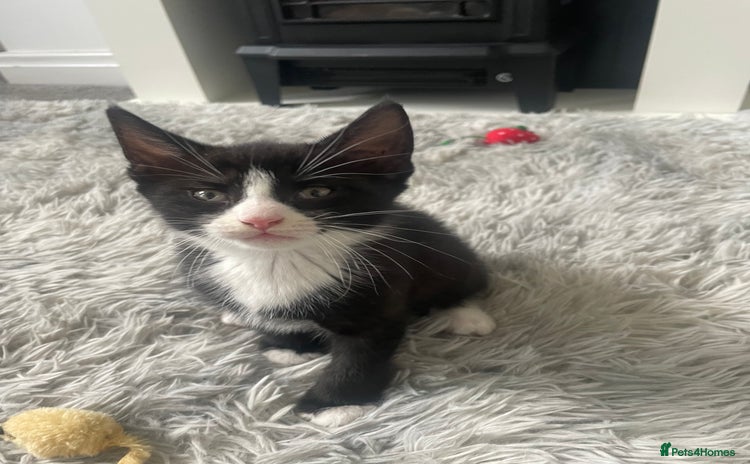 Mixed Breed cats - Advert 1