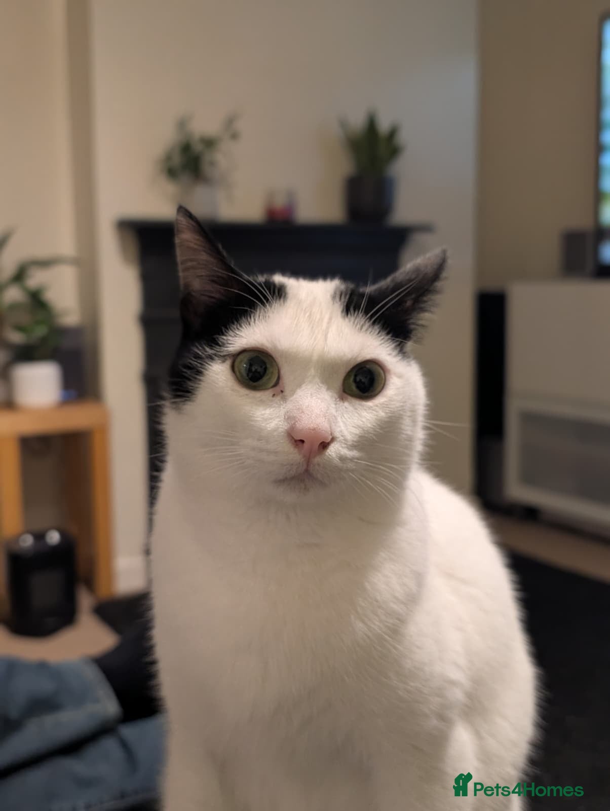 Mixed Breed cats Mandy is looking for a loving, happy home - Advert 3