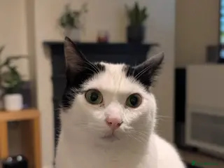 Mixed Breed cats Mandy is looking for a loving, happy home - Advert 7