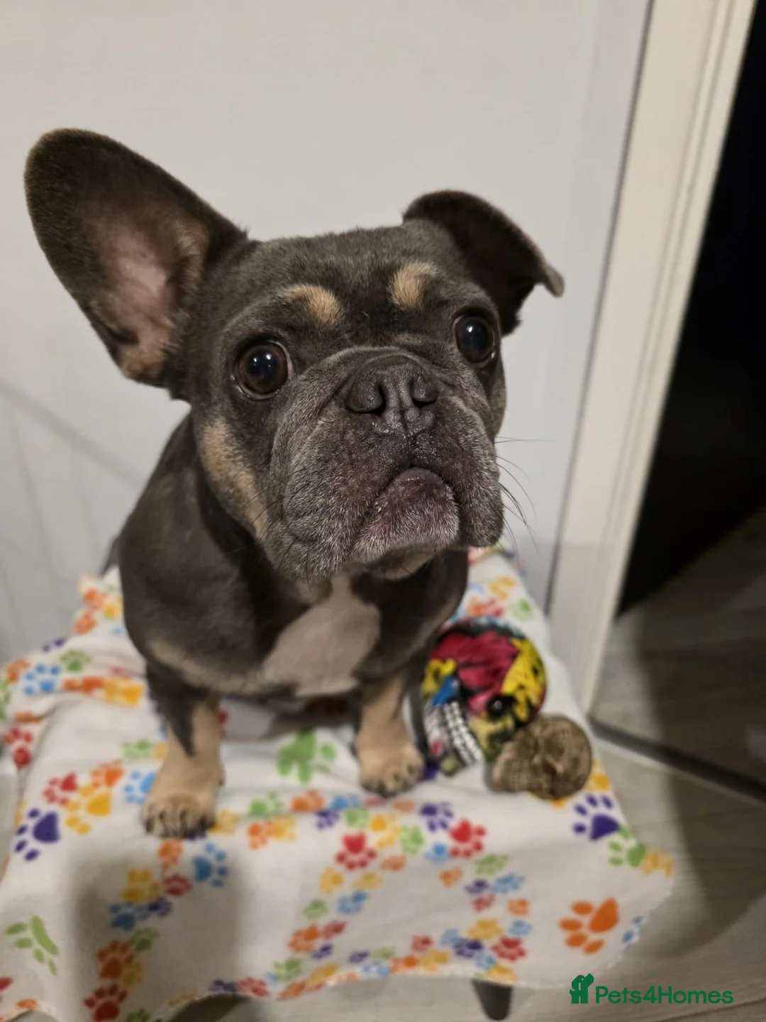 French Bulldog dogs for sale: French Bulldog Puppies in Lichfield - Advert 12