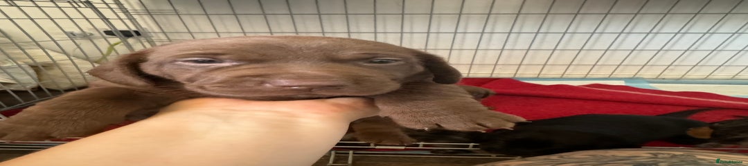 Chocolate puppy 