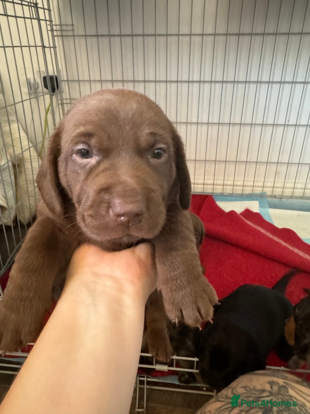 Mixed Breed dogs for sale: Dachshador puppies  - Image 3