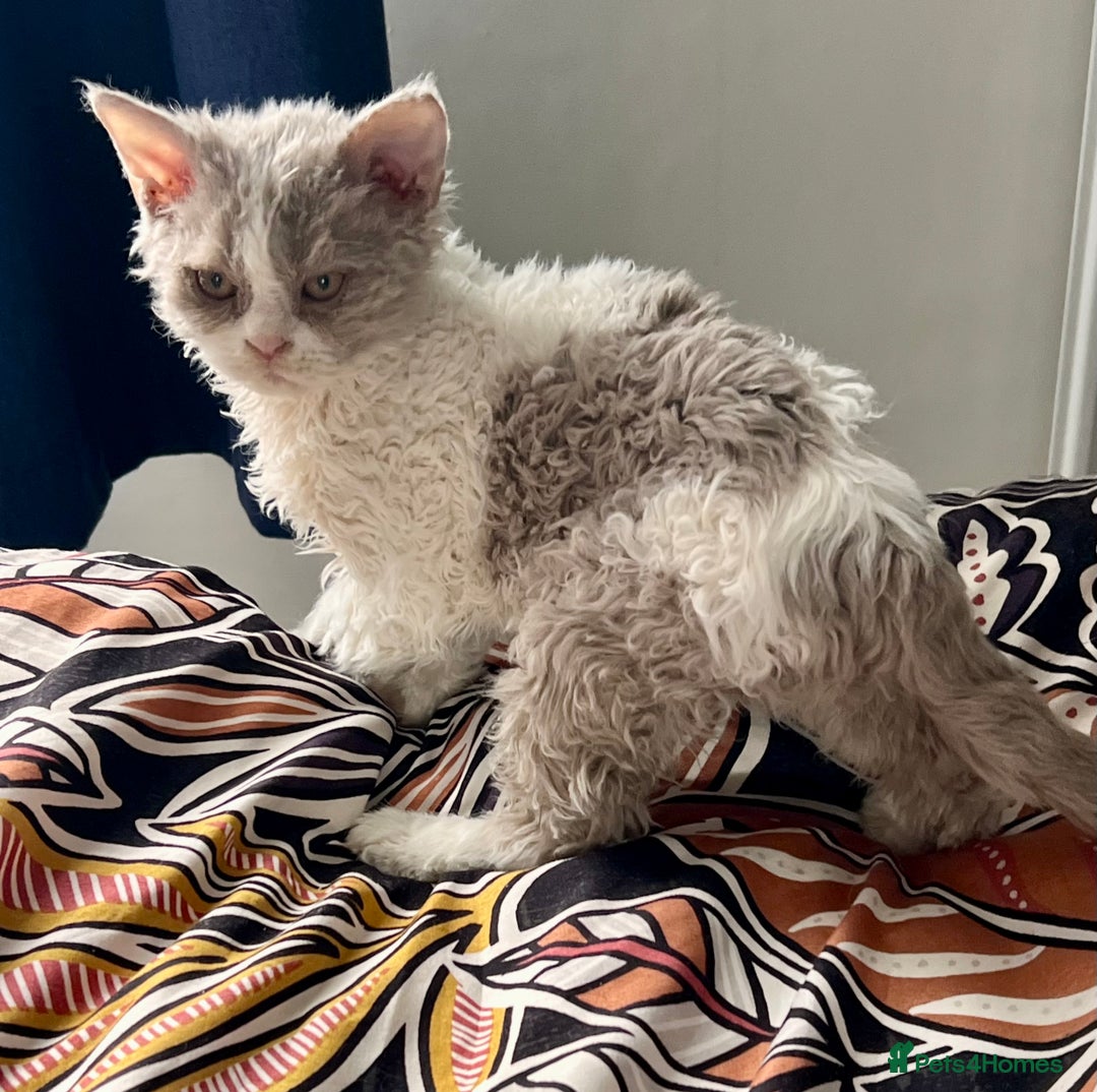 Selkirk Rex cats for sale: Gorgeous Selkirk Rex kittens - Image 5