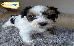 Yorkshire Terrier dogs for adoption: 💙🐶 YORKIE CROSS (BIEWER) PUPPIES 🐶💙 - Image 6
