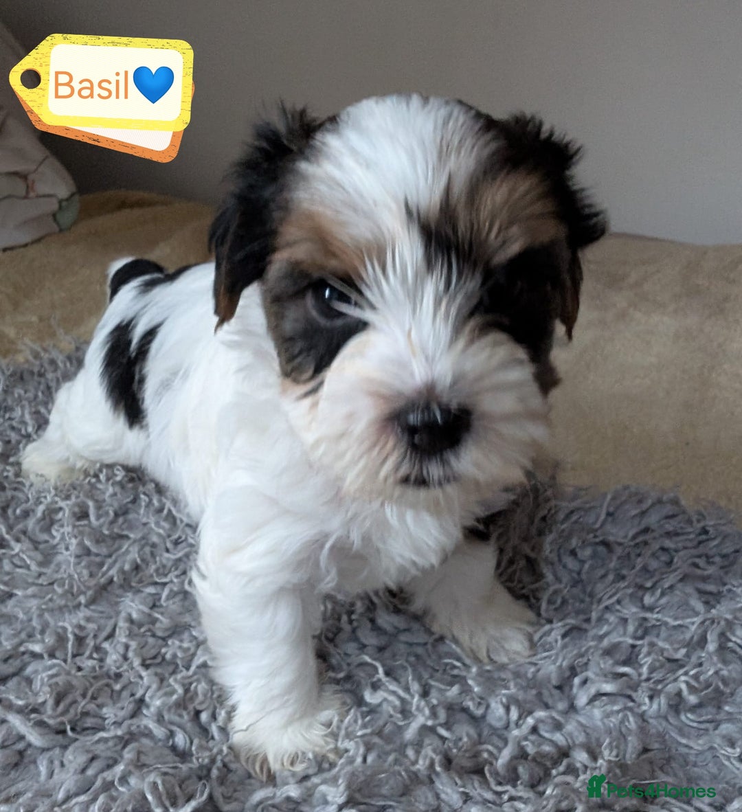 Yorkshire Terrier dogs for adoption: 💙🐶 YORKIE CROSS (BIEWER) PUPPIES 🐶💙 - Image 6